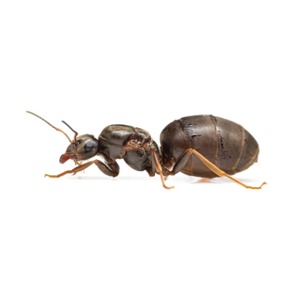 Lasius niger / Black garden ant Queen