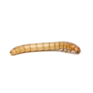 Mealworm / Tenebrio molitor