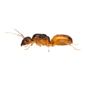 Camponotus fedtschenkoi Queen