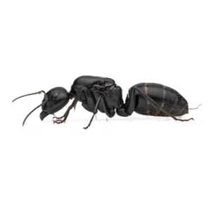 Camponotus vagus / Carpenter ant Queen