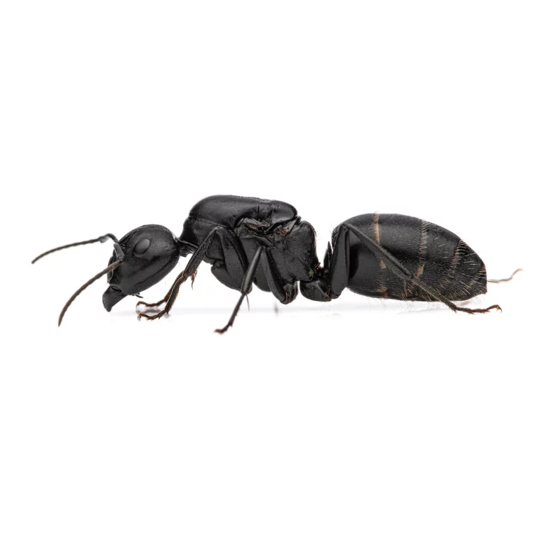 Camponotus vagus / Carpenter ant Queen