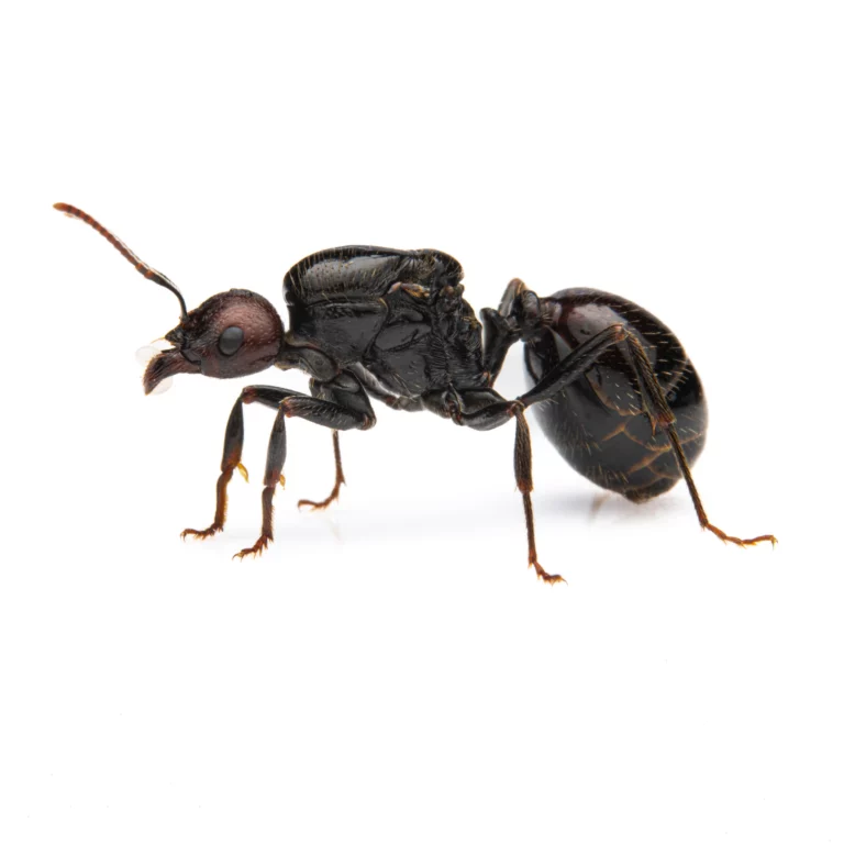 Messor barbarus - Harvester ant Queen