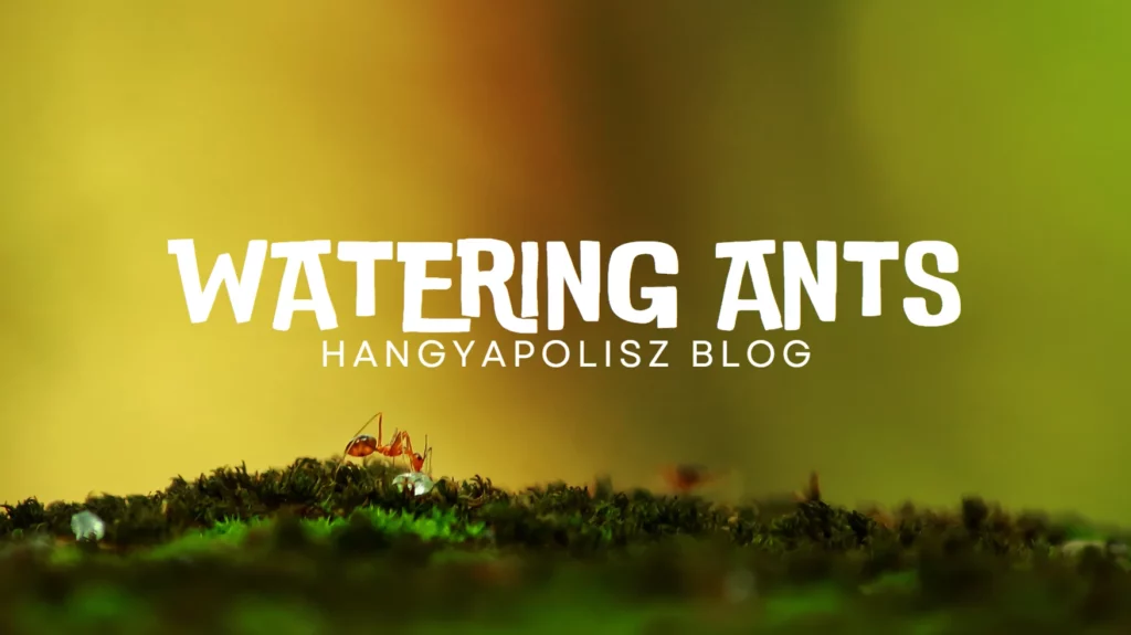 How to Water Ants?