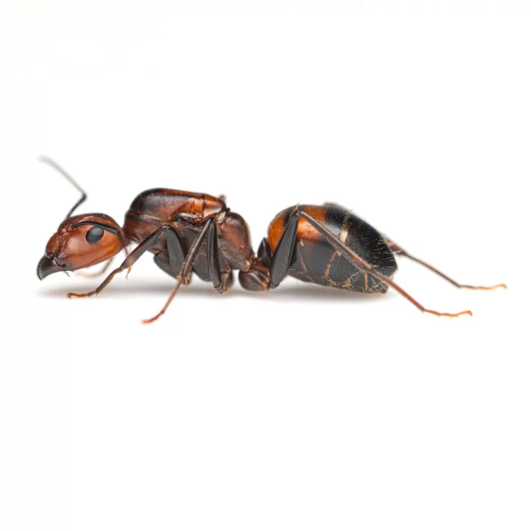 Camponotus nicobarensis Queen