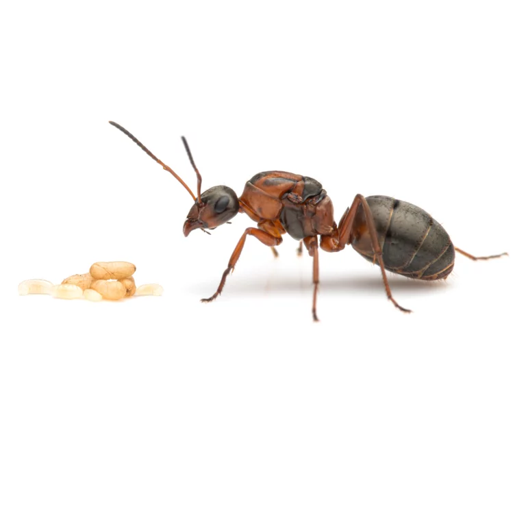 Formica rufibarbis - Red-barbed Ant Queen