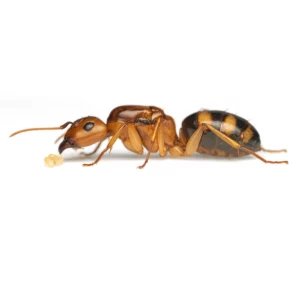 Camponotus maculatus subnudus Queen
