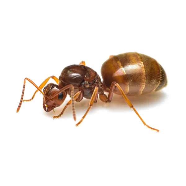 Prenolepis nitens - European Honeypot Ant Queen
