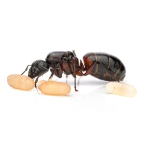 Camponotus ligniperda -