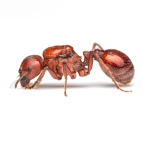Pogonomyrmex barbatus - Red Harvester Ant Queen