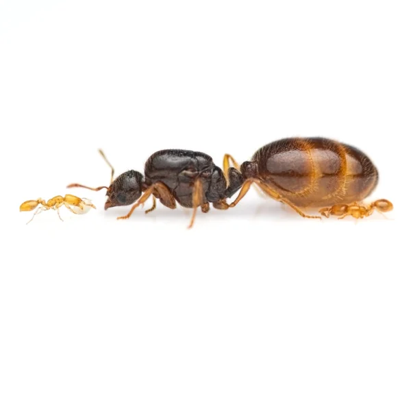 Solenopsis fugax - Thief ant Queen