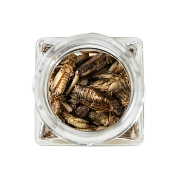 Blanched Crickets