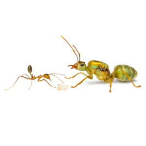 Camponotus ligniperda - faodvasító lóhangya